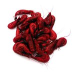 Willy Worms Preserved Dyed Shrimps